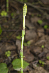 Field or common horsetail, Equisetum arvense, young shoots macro with bokeh background, selective focus, shallow DOF