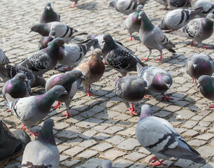 F&uuml;ttern von Tauben auf einem &ouml;ffentlichen Platz