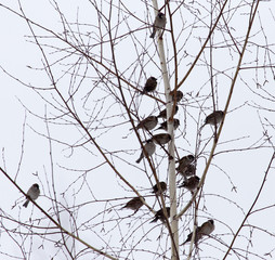 flock of sparrows on the bare branches of a tree