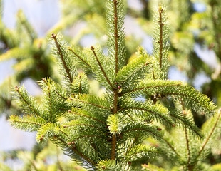 spruce branch on the nature