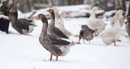 geese in the winter nature
