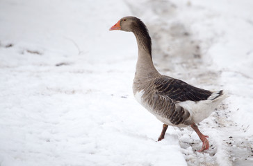 geese in the winter nature