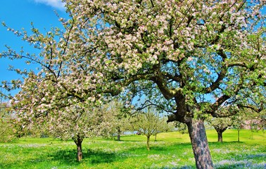 Fototapeta na wymiar Blühende Apfelbäume auf Streuobstwiese