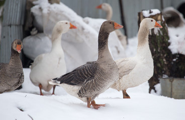 geese in the winter nature