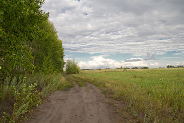 Fototapeta na wymiar road near the forest plantation