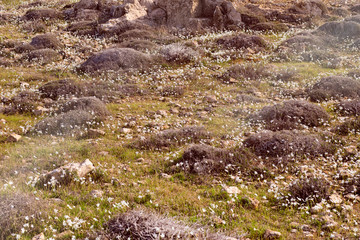 Fototapeta na wymiar Land with flowers and stones