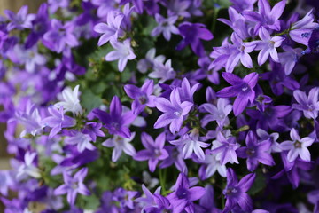 Fototapeta premium Polsterglockenblume, Gartenpflanze, Campanula portenschlagiana