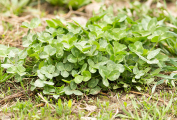 Green clover in nature as a background