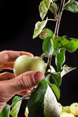 Summer green apples on a black background apple harvest