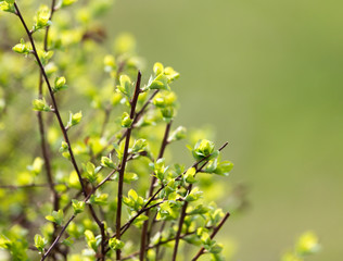 small leaves on a tree in spring