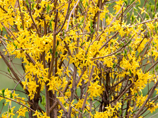 yellow flowers on the tree in nature