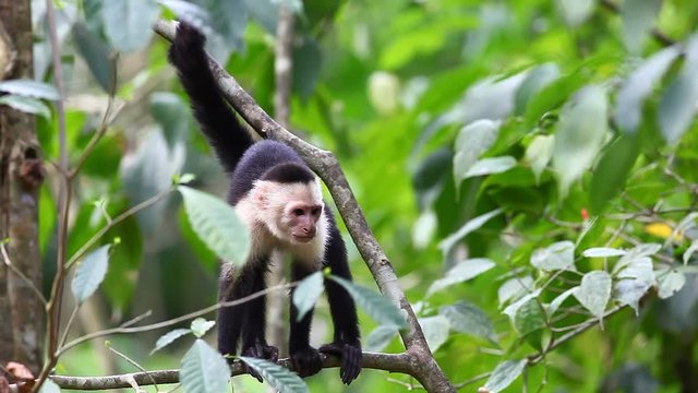A Wild White-faced Capuchin excited by something below