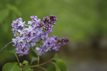 purple flowers 