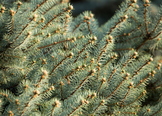 Beautiful green coniferous tree in nature