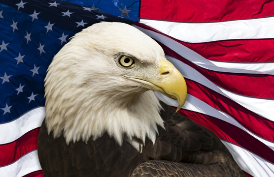 Bald Eagle and American Flag