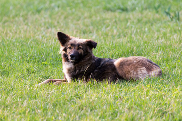 Dog in the grass on the nature