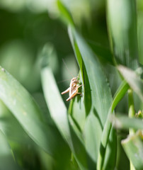 grasshopper in the grass outdoors. macro