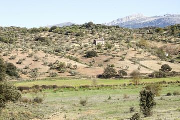 Fototapeta na wymiar olivar vista general con casa de apero en el centro de los olivos
