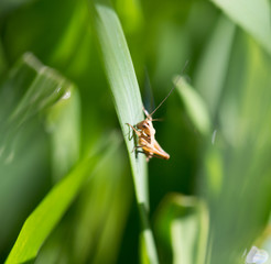 grasshopper in the grass outdoors. macro