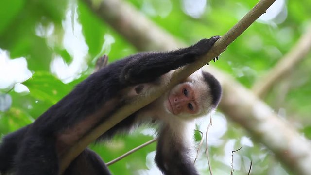 A Wild White-faced Capuchin (Cebus capucinus) relaxs and grooms