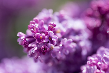 beautiful lilac flowers in nature