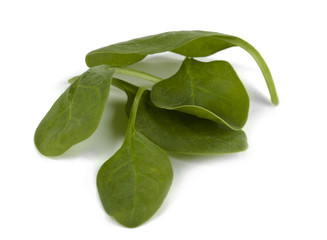 smooth-leaf spinach
