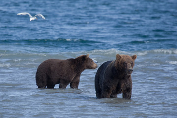 Wild brown bears closeup