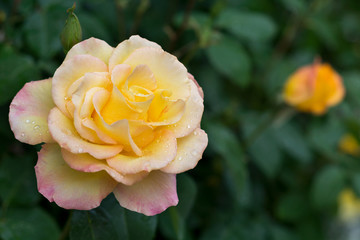 Yellow rose with water drops in nature