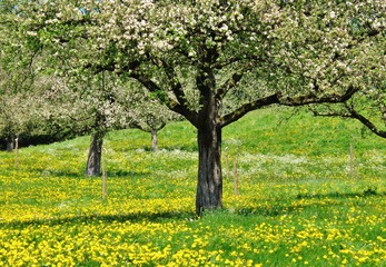 Blühende Apfelbäume auf Streuobstwiese