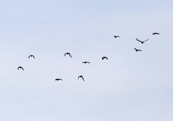 a flock of pigeons in the sky