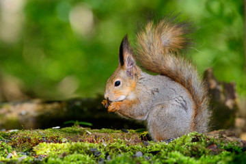 grey squirrel in the spring