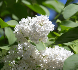 white lilac nature