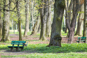 Bench in the park spring season