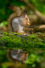 Squirrel,spring keeps the food in your legs