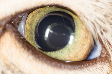 cat eye. close-up