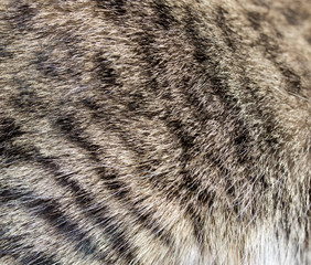 cat fur as background. texture