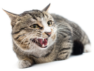 Frightened kitten lying in front. Isolated on white background. looking away