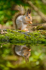 Squirrel,spring keeps the food in your legs