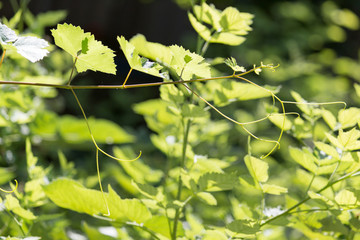 beautiful green leaf in nature