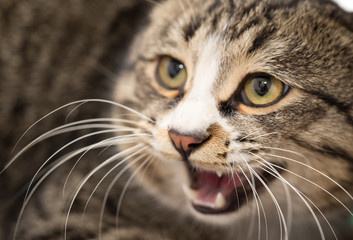 portrait of an evil cat. macro