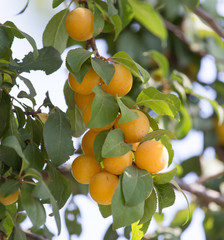 apricots on the tree in nature