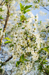apple blossoms in spring
