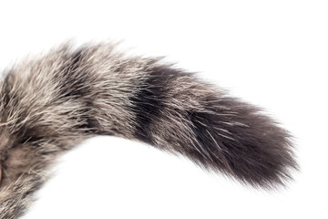 tail of a cat on a white background