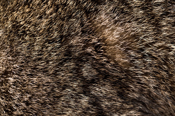 cat fur as background. texture