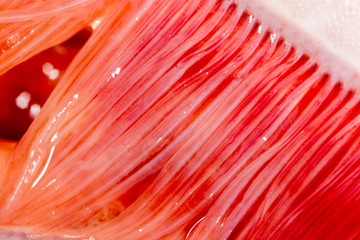 pike fish gills. super macro