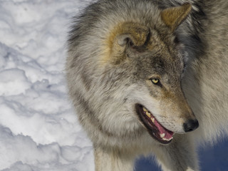 Obraz premium Wolf on snow