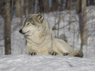 Wolf in winter woods