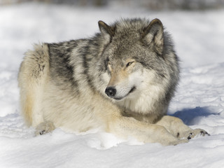 Wolf on snow