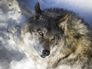 Wolf in winter woods
