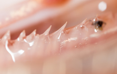 teeth pike fish. super macro